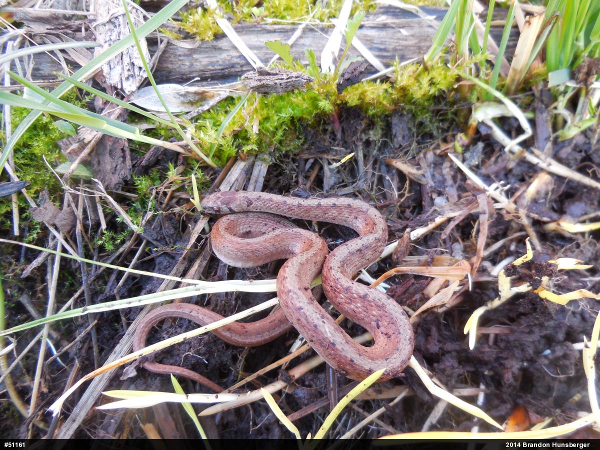 Dekay's Brownsnake