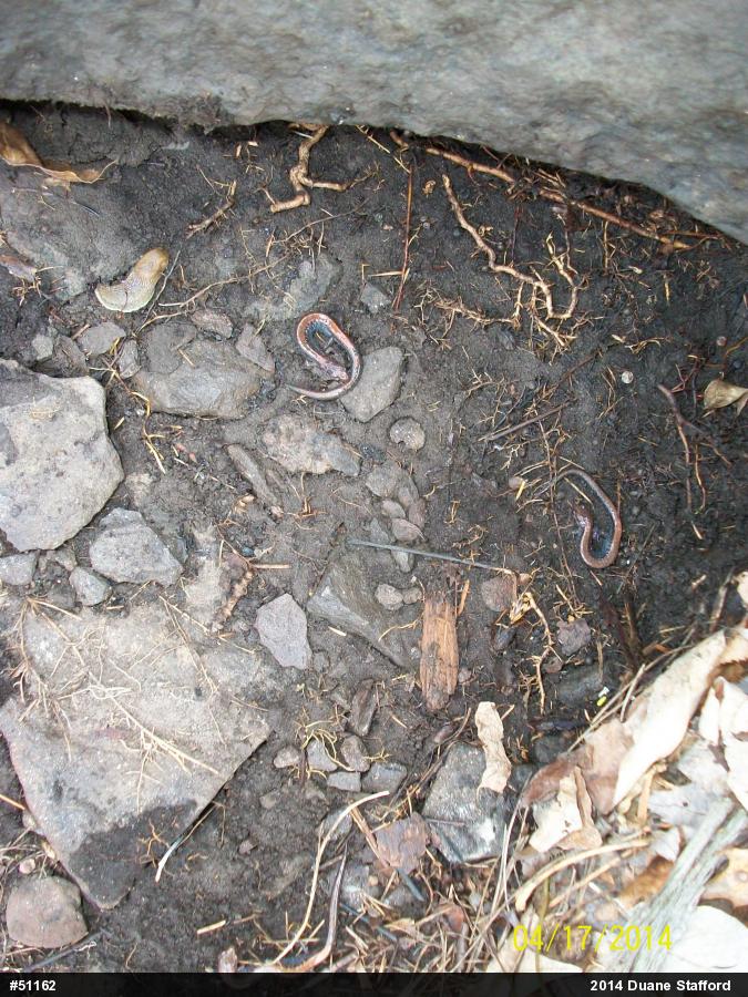 Eastern Red-backed  Salamander
