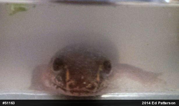 Northern Spring Salamander