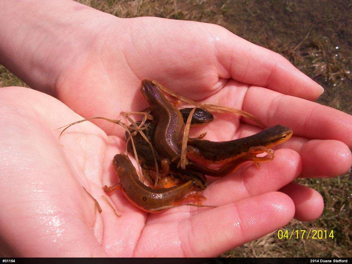 Red-spotted Newt