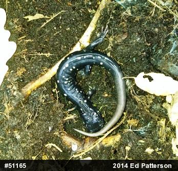 Northern Slimy Salamander