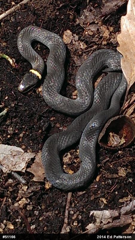 Northern Ring-necked Snake