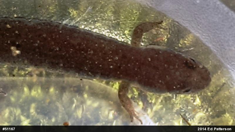 Northern Dusky Salamander