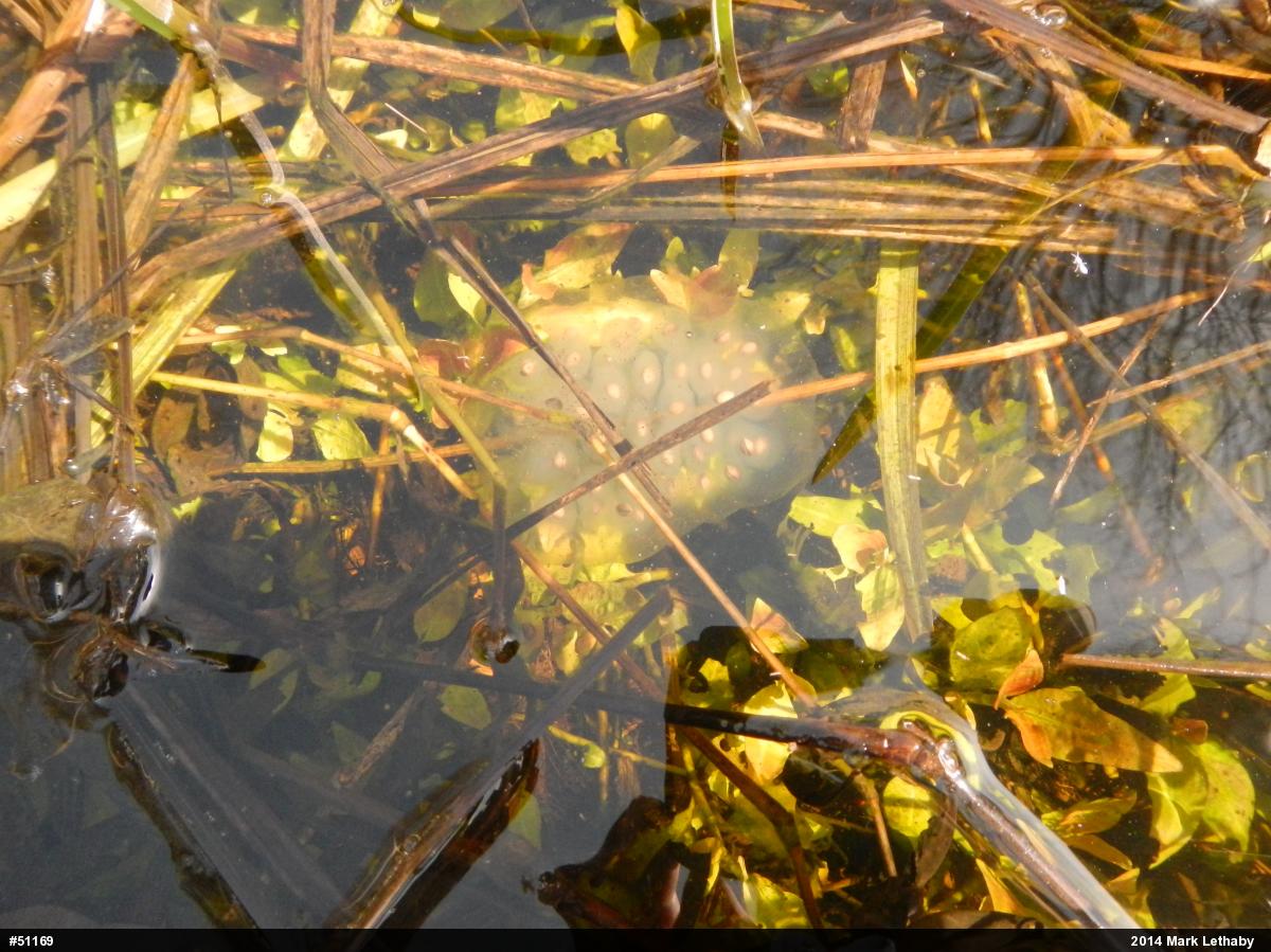 Spotted Salamander