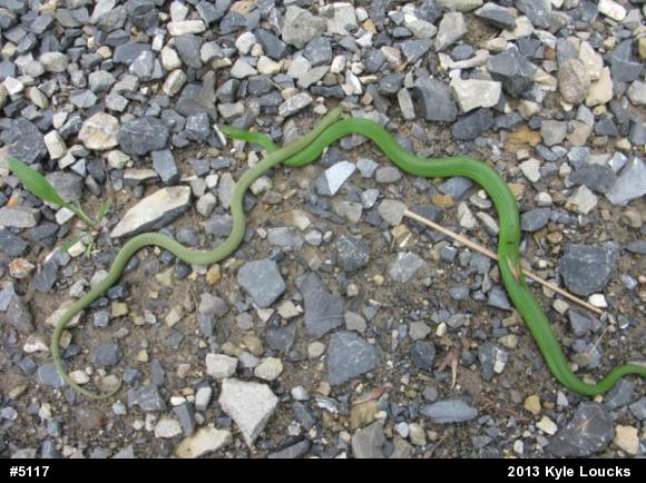 Smooth Greensnake