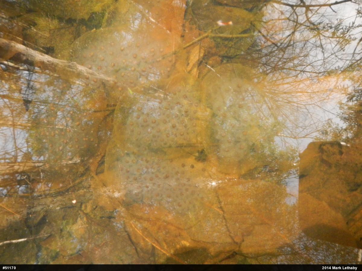 Spotted Salamander