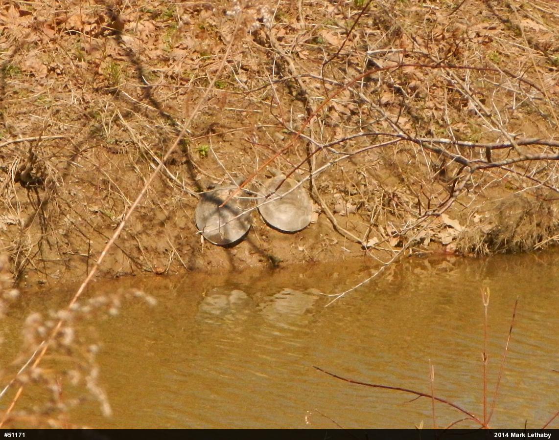 Eastern Spiny Softshell