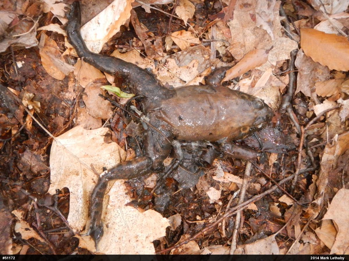 American Bullfrog