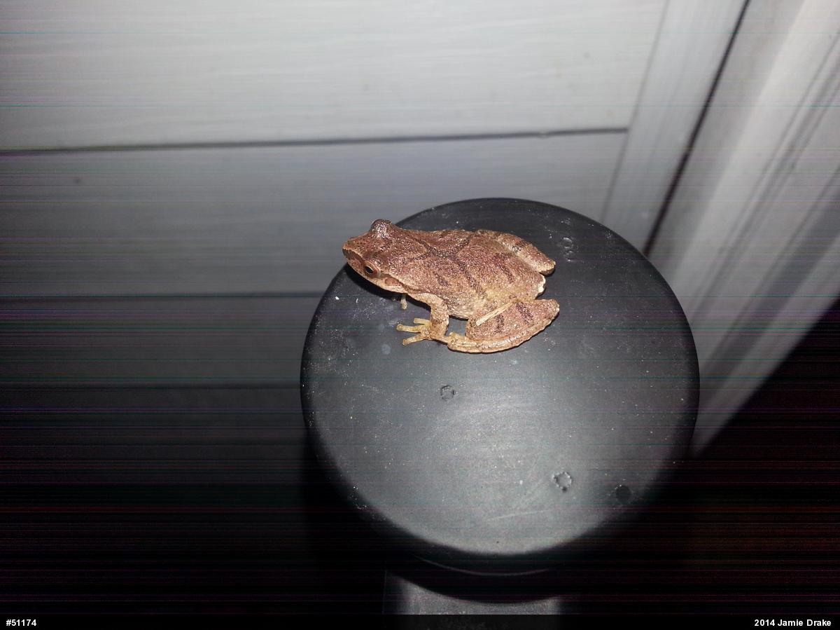 Spring Peeper