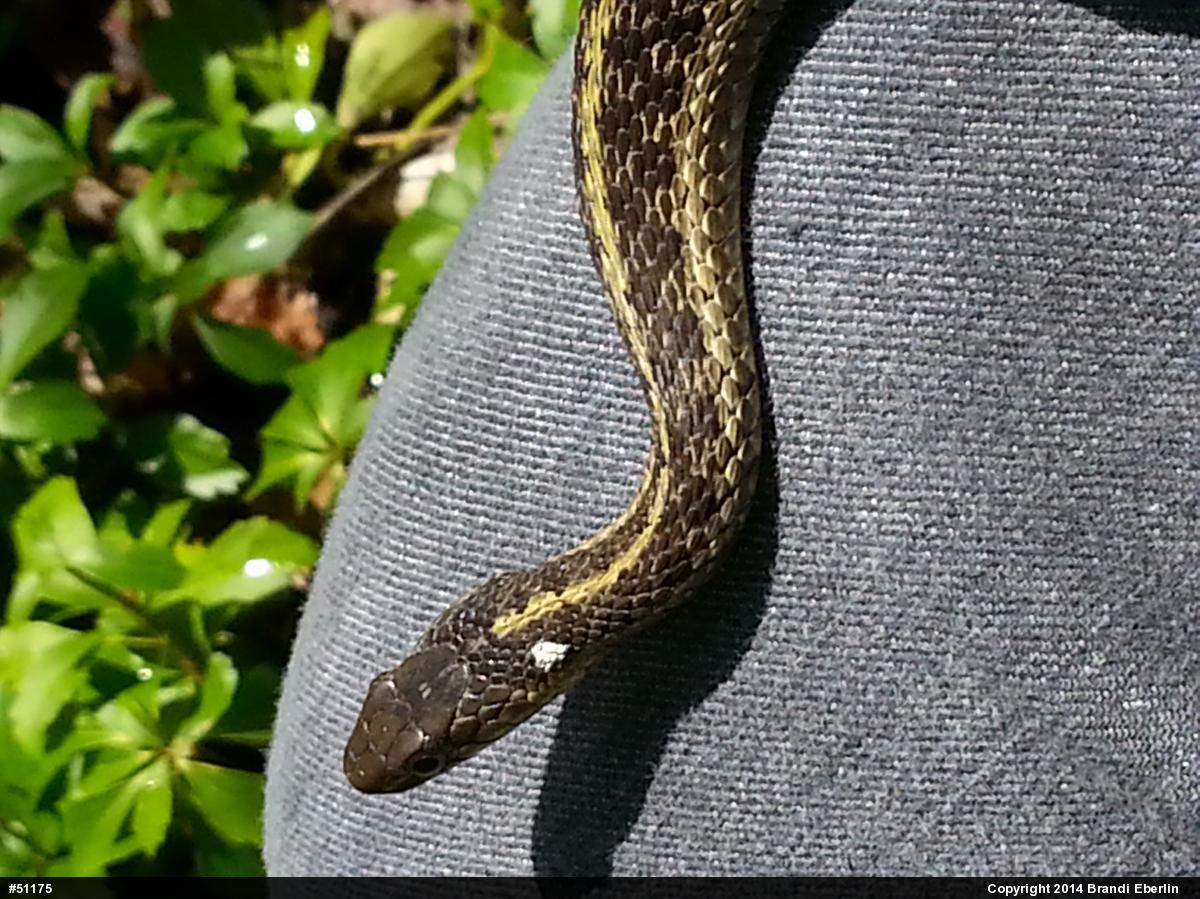 Eastern Gartersnake