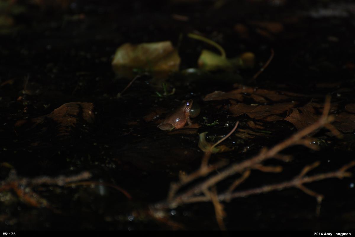 Spring Peeper