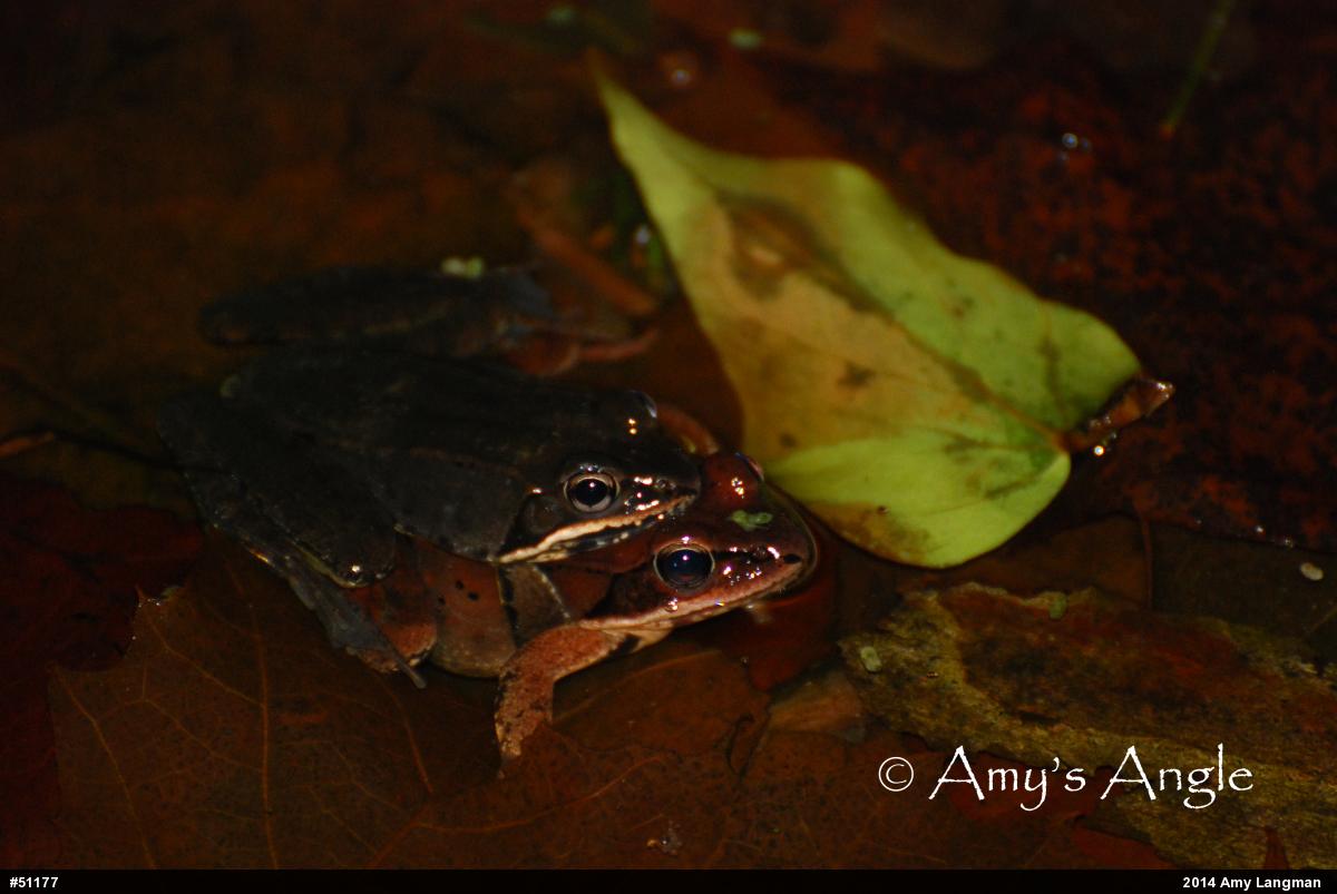 Wood Frog