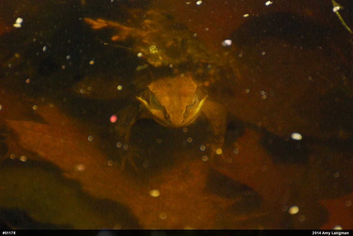 Wood Frog
