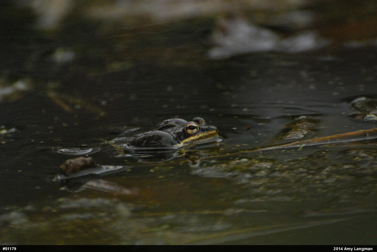 Wood Frog