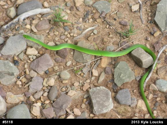 Smooth Greensnake
