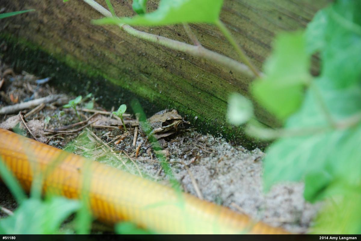 Wood Frog