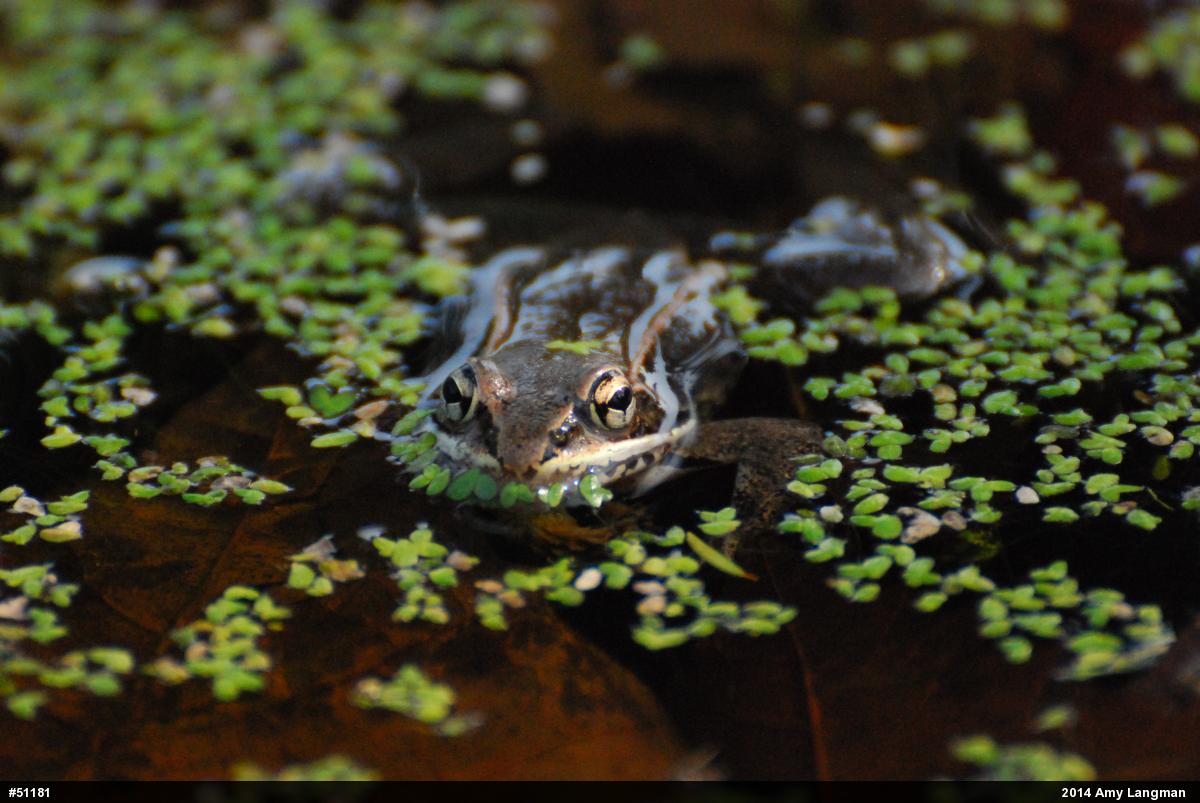 Wood Frog