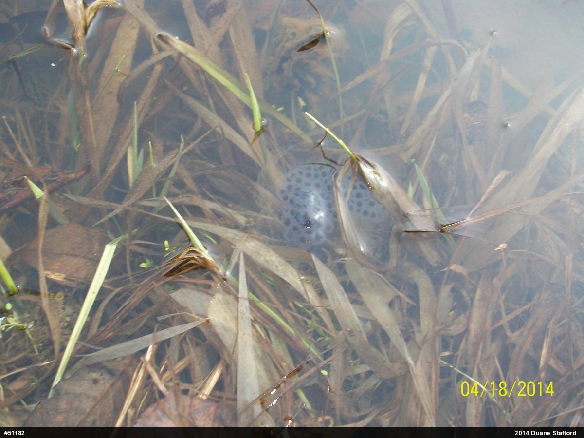 Spotted Salamander