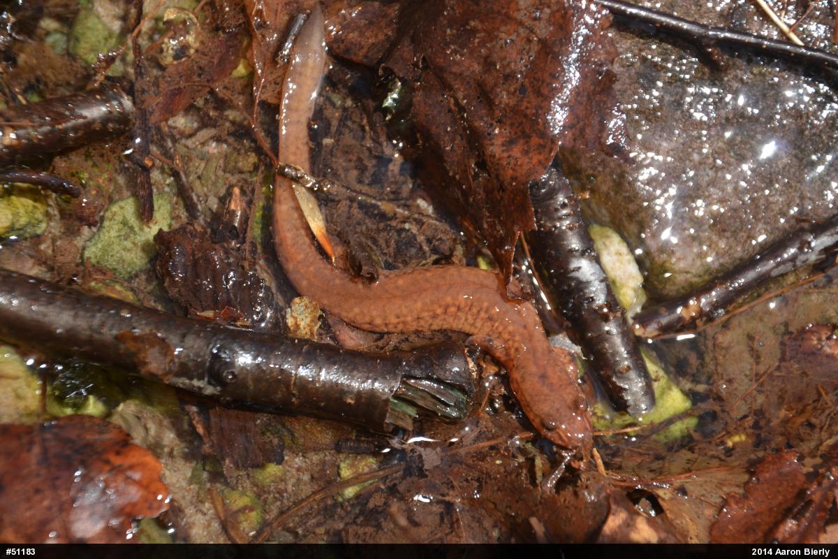Northern Spring Salamander