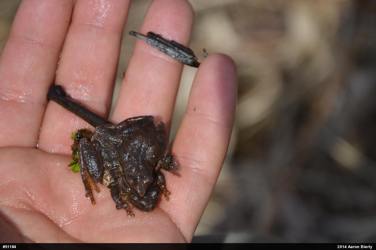 Spring Peeper