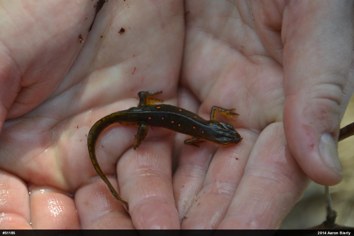 Red-spotted Newt