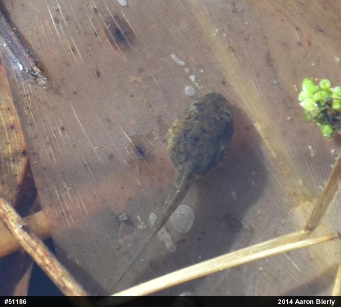 Green Frog