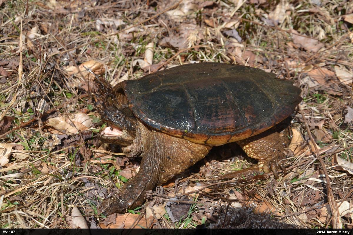 Snapping Turtle