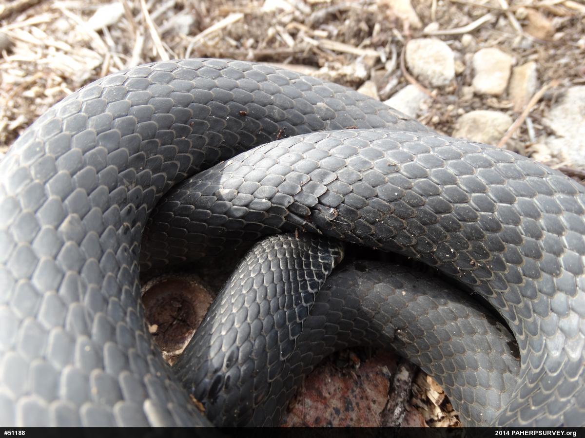 Northern Black Racer