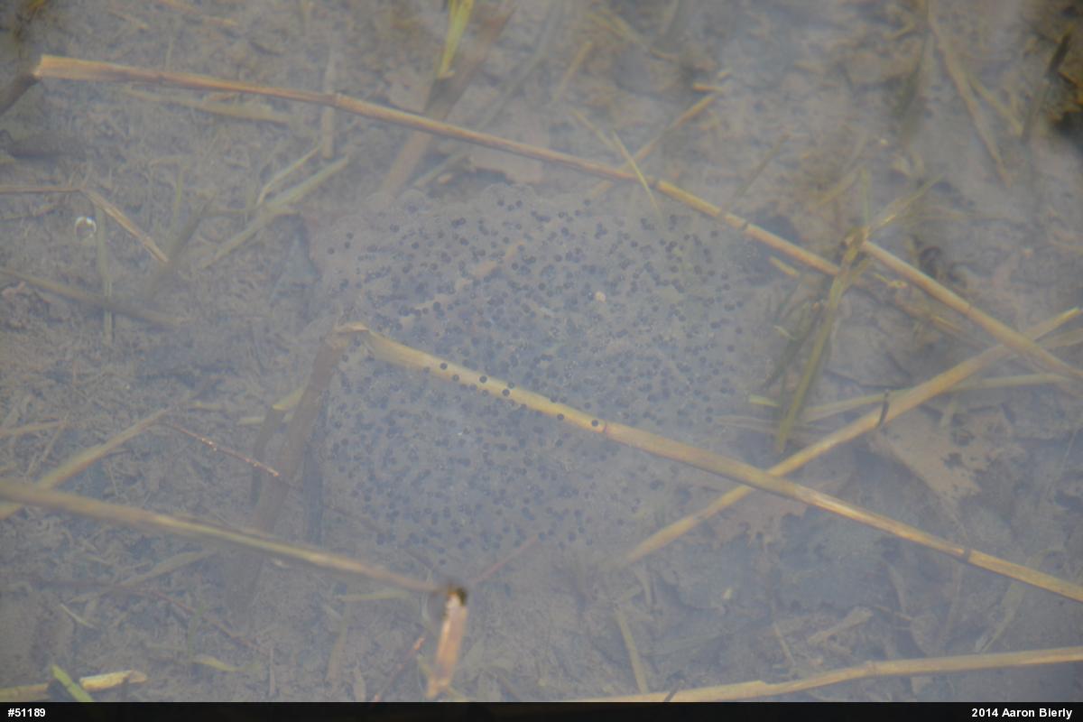 Wood Frog