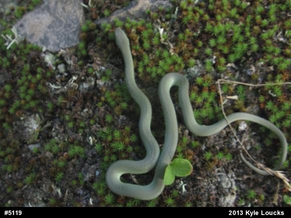 Smooth Greensnake