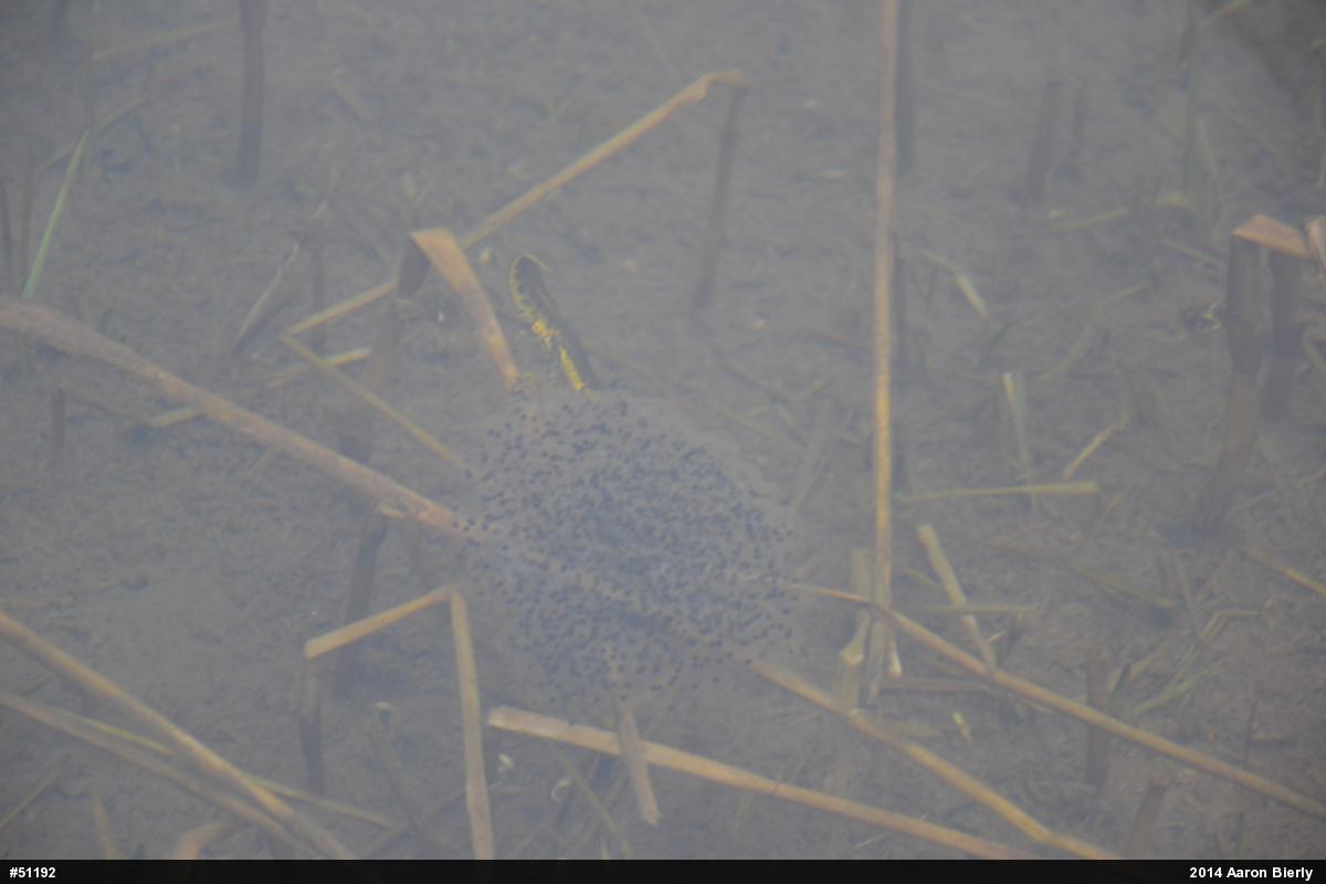 Red-spotted Newt