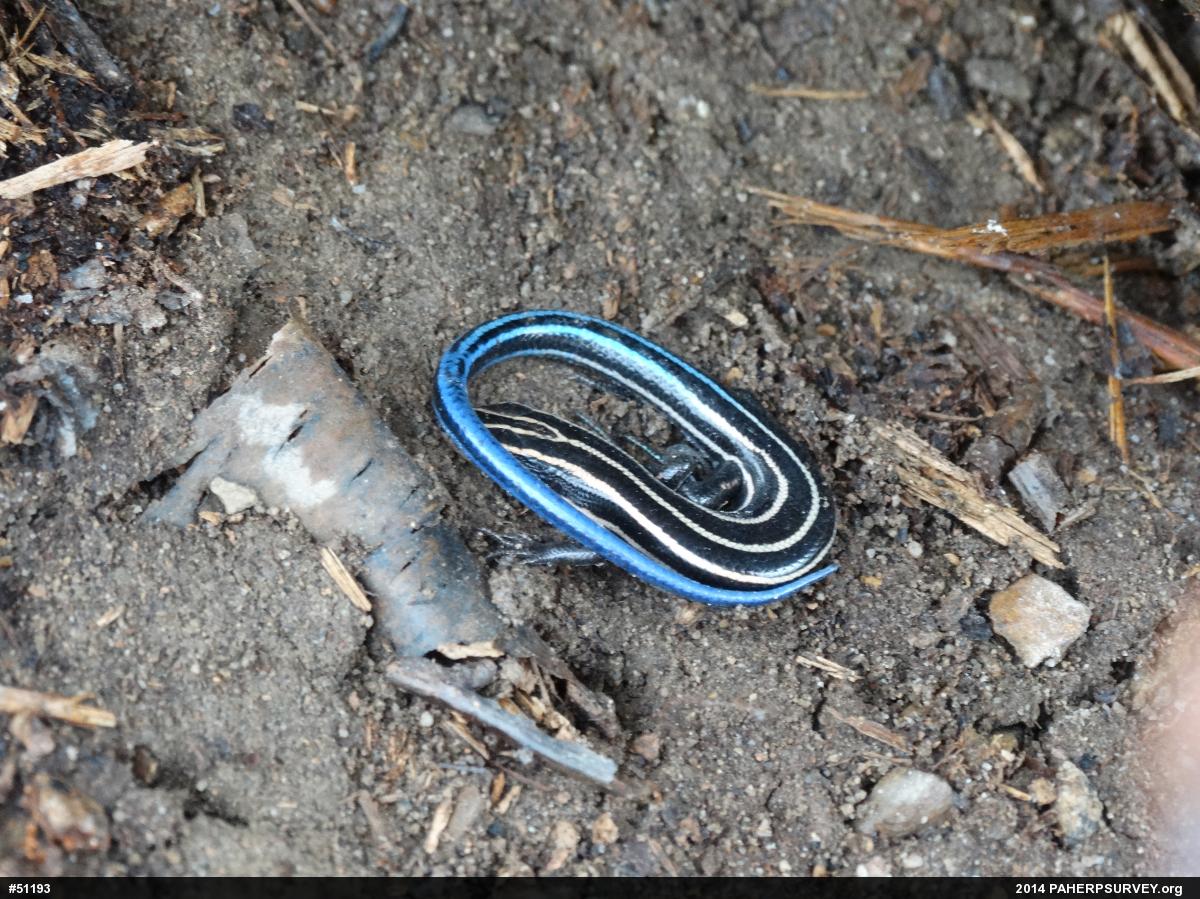 Common Five-lined Skink