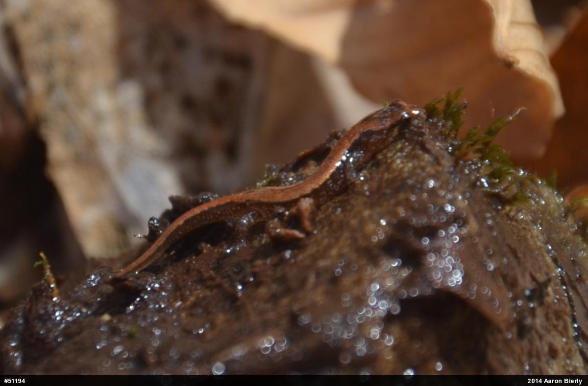 Allegheny Mountain Dusky Salamander