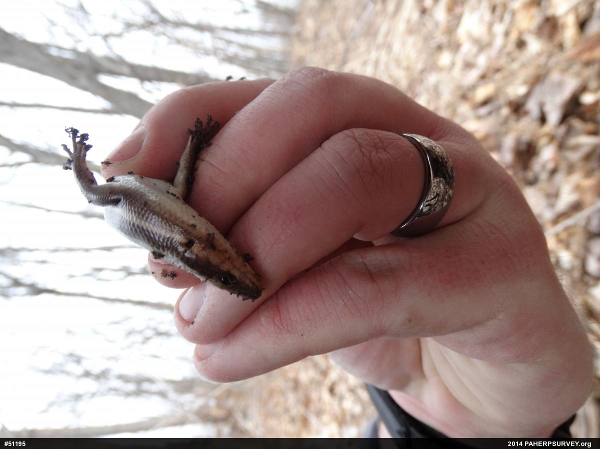 Common Five-lined Skink