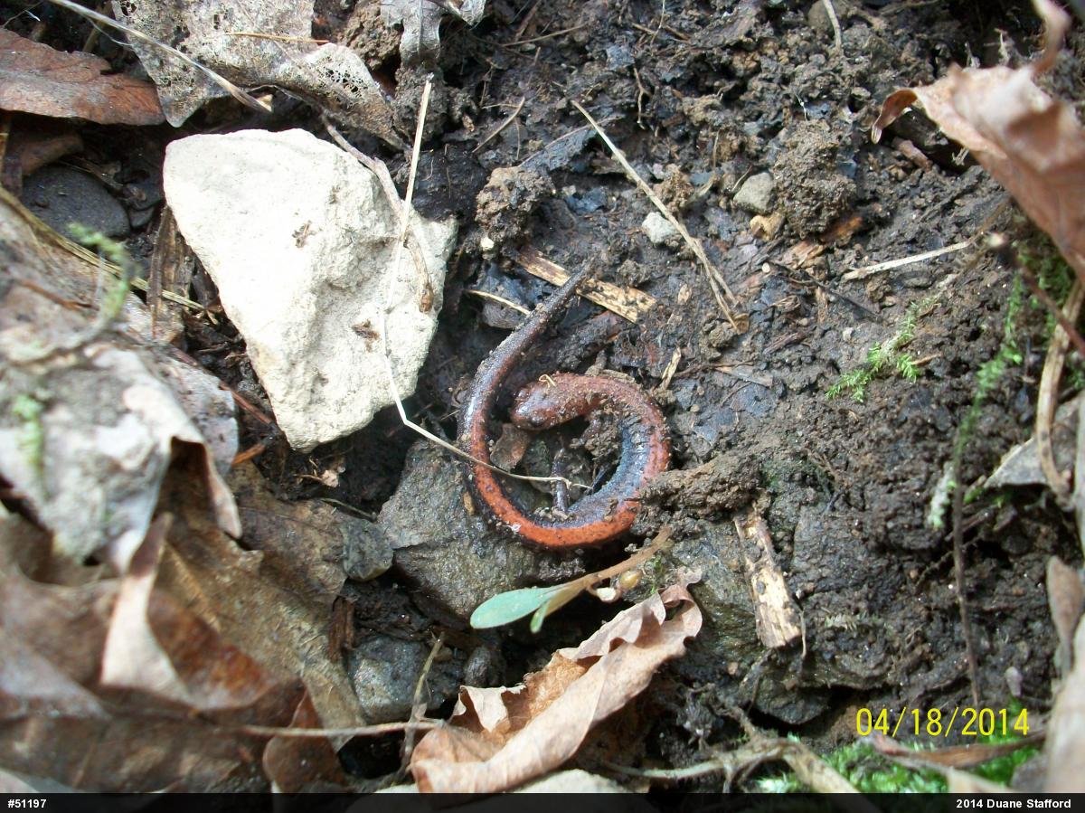 Eastern Red-backed  Salamander