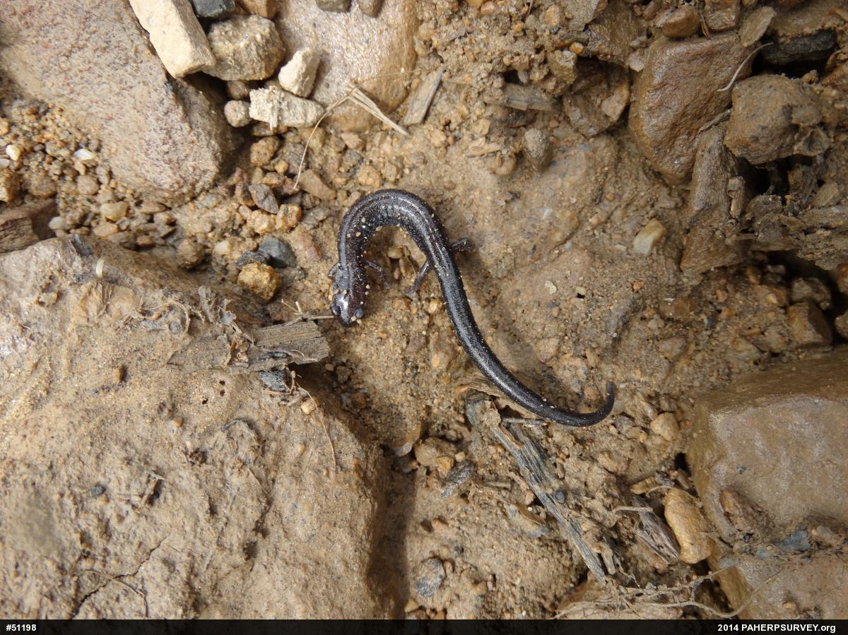 Eastern Red-backed  Salamander