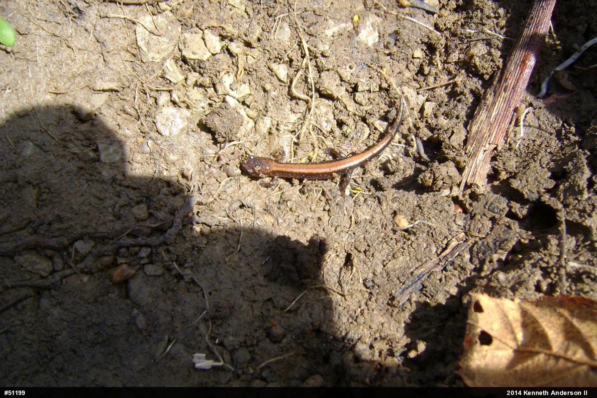 Eastern Red-backed  Salamander