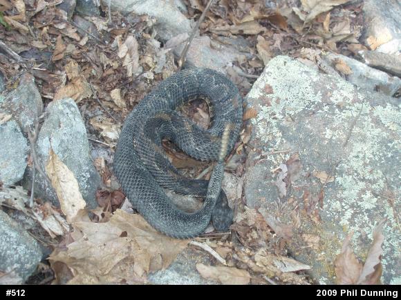Timber Rattlesnake
