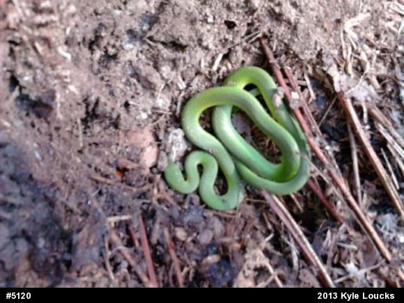 Smooth Greensnake