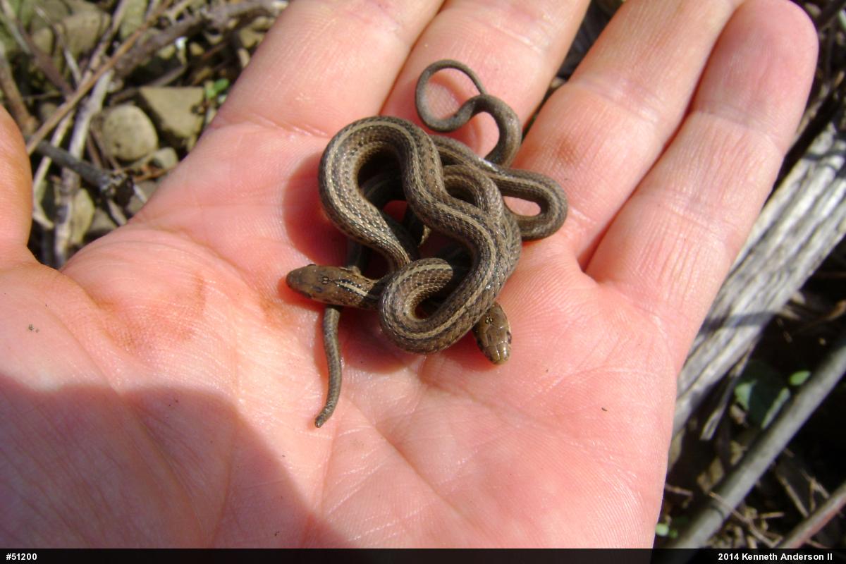 Shorthead Gartersnake