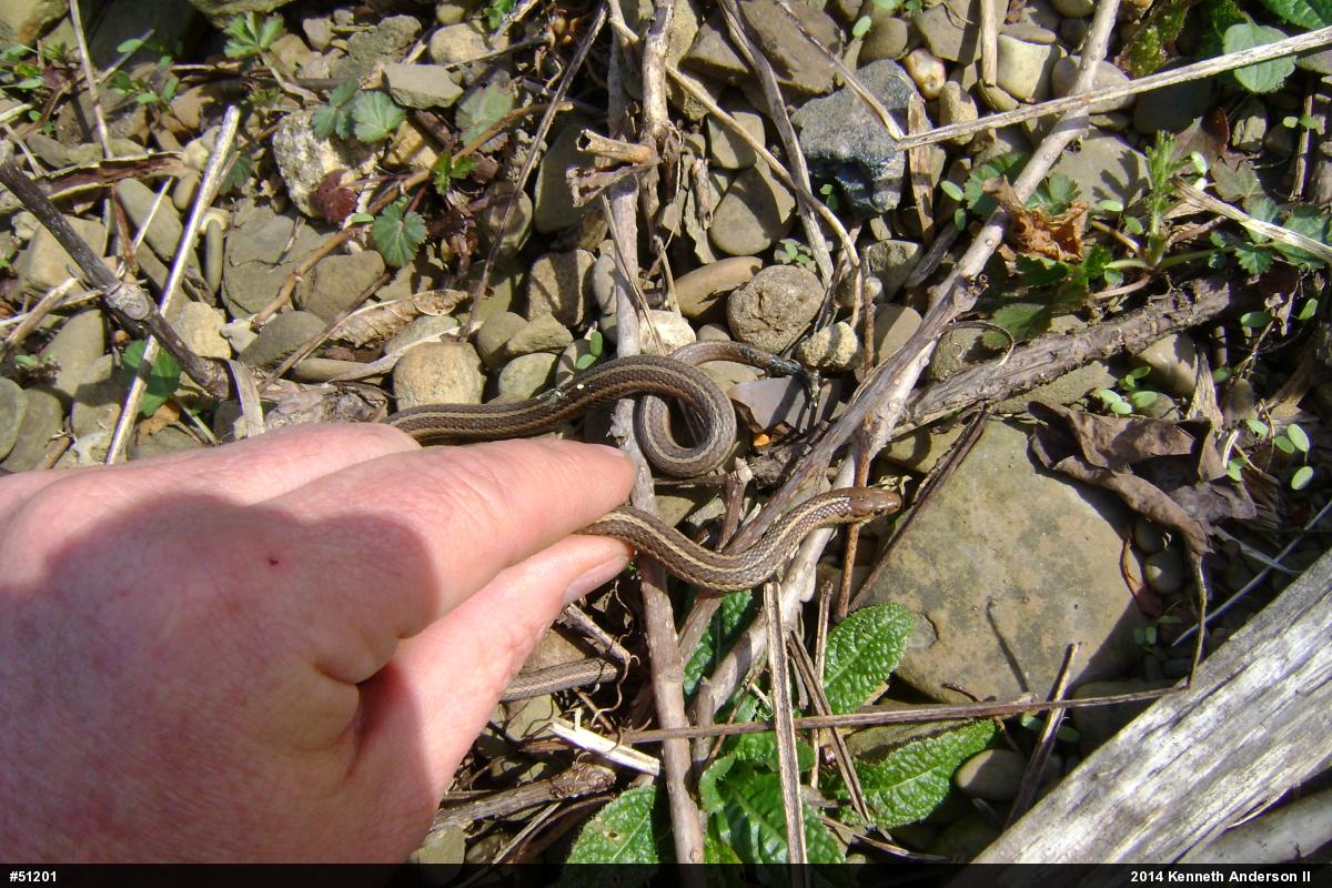 Shorthead Gartersnake