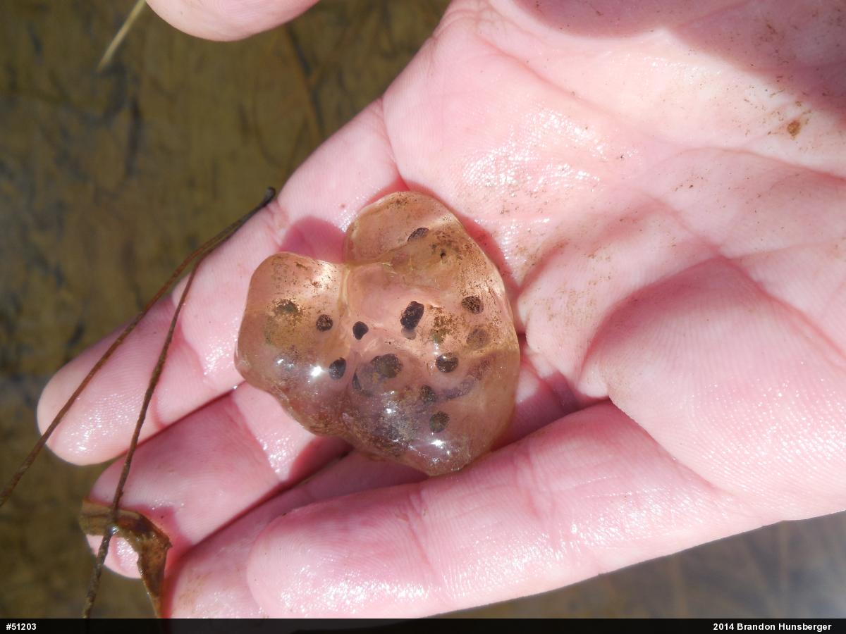 Spotted Salamander