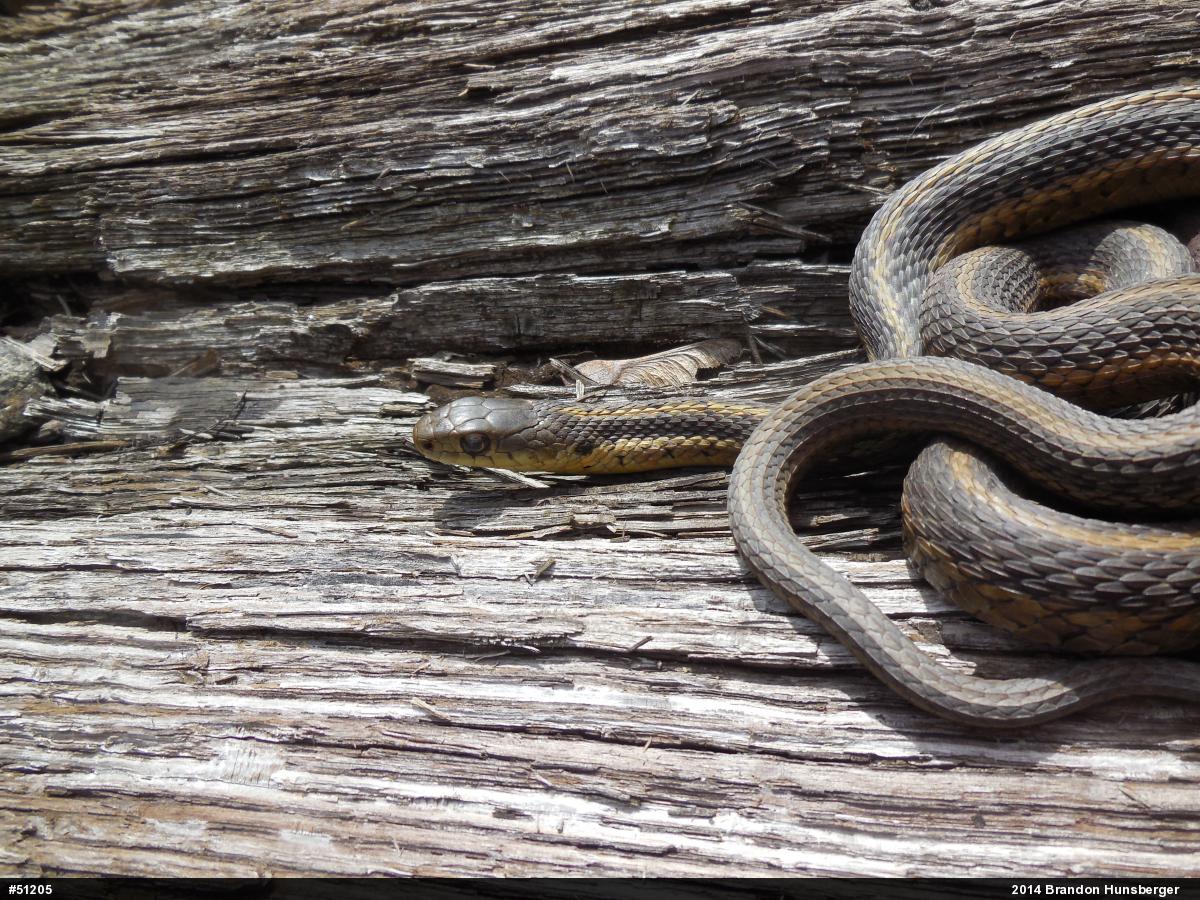 Eastern Gartersnake