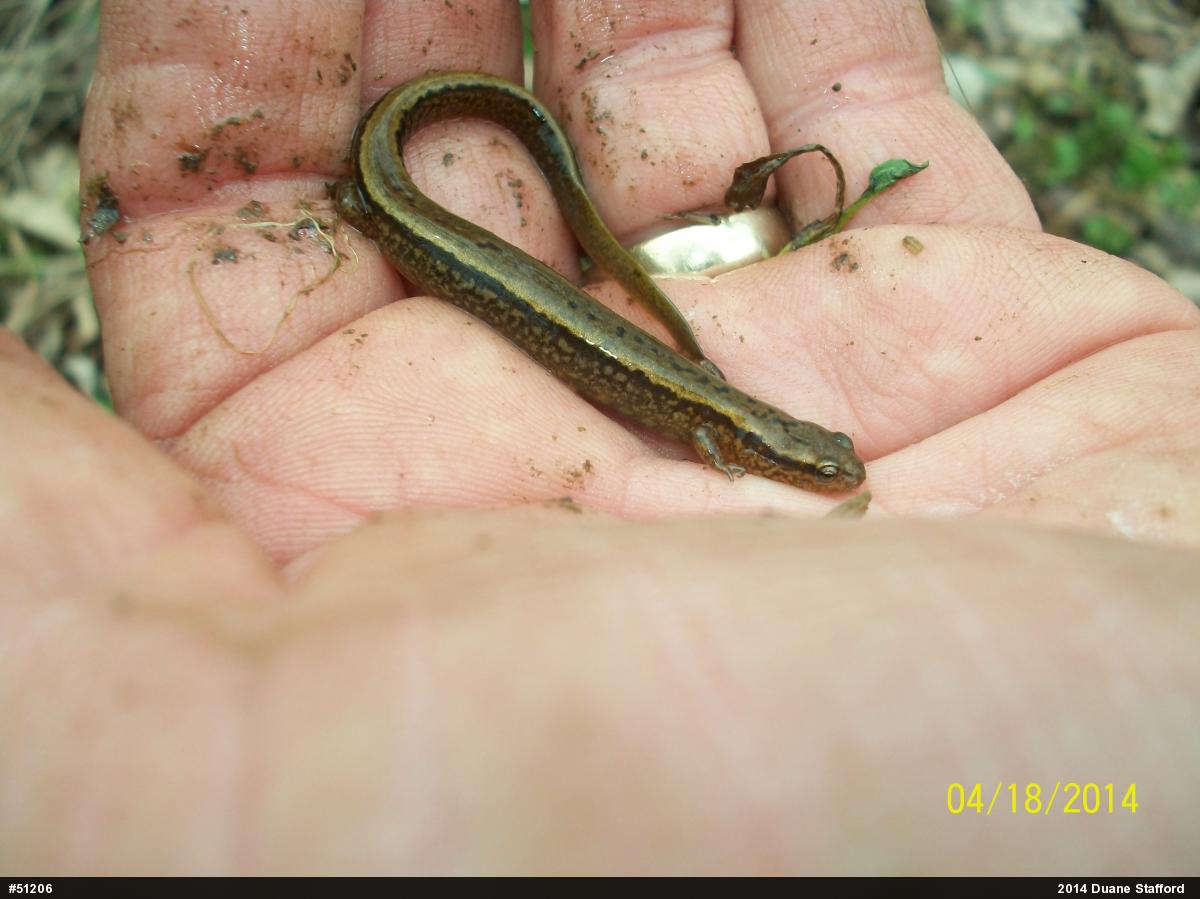 Northern Two-lined Salamander