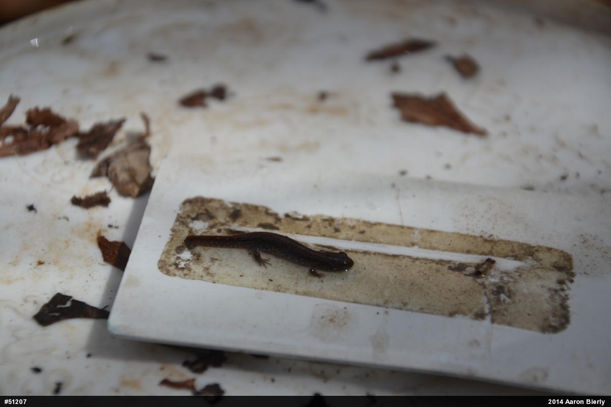 Northern Dusky Salamander