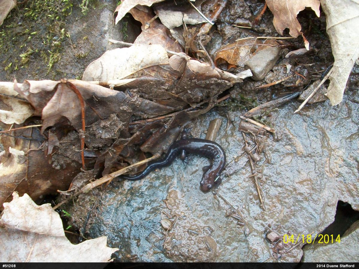 Allegheny Mountain Dusky Salamander