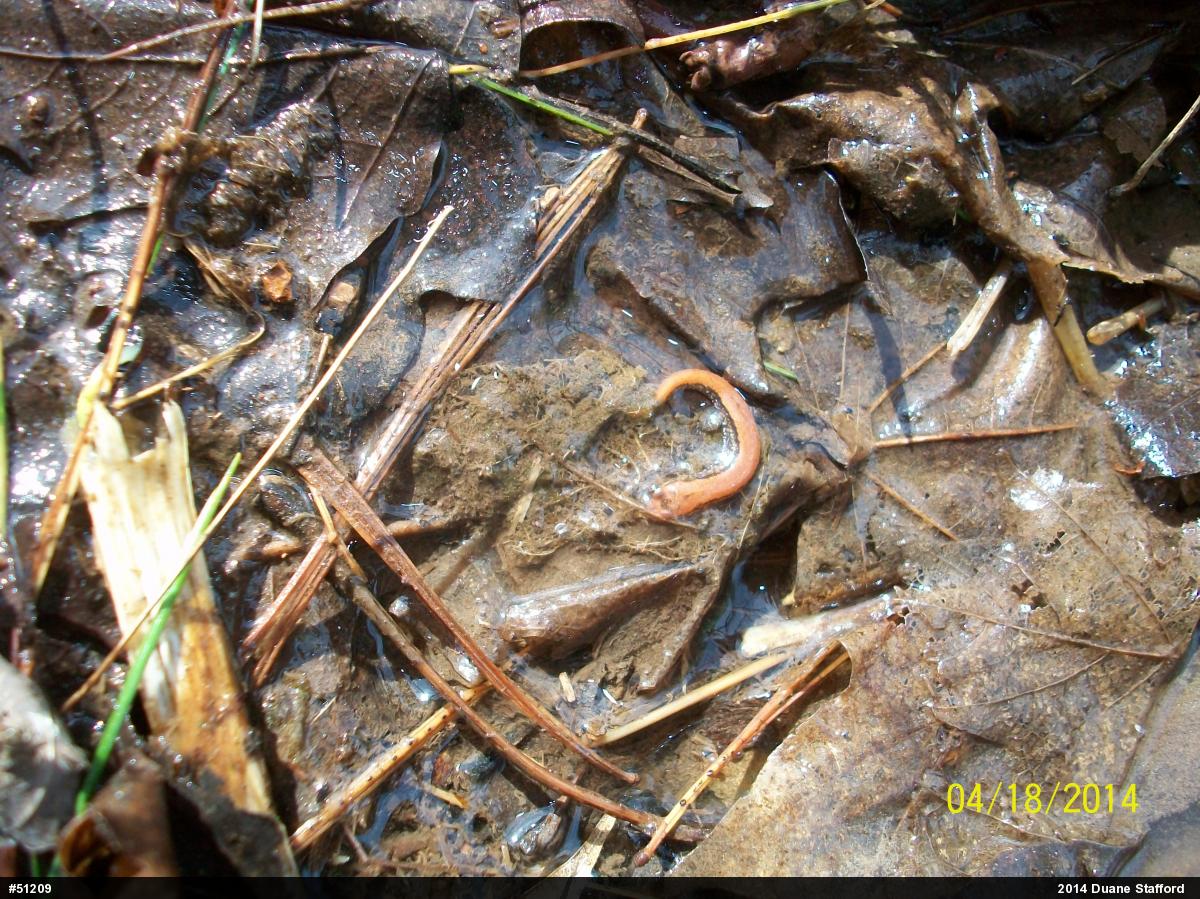 Allegheny Mountain Dusky Salamander
