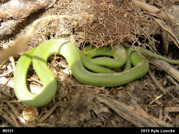 Smooth Greensnake