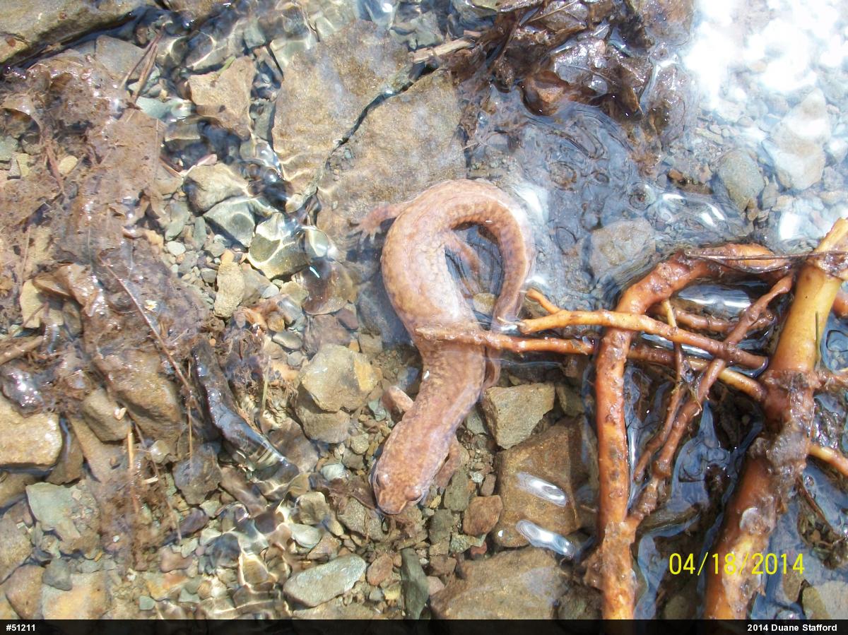 Northern Spring Salamander
