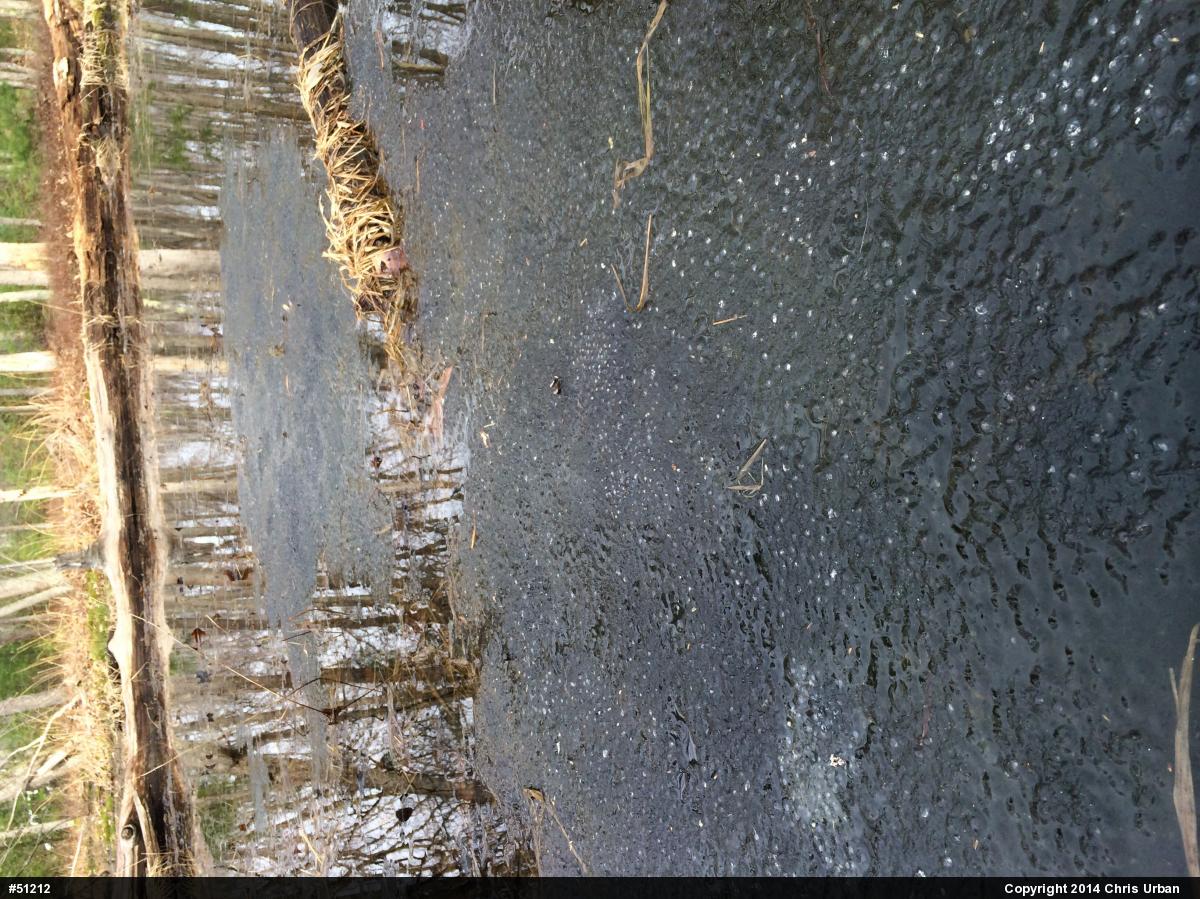 Wood Frog